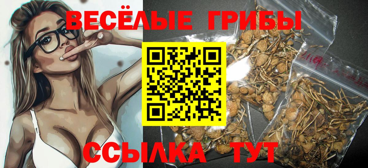 Галлюциногенные грибы Psilocybine cubensis Советский